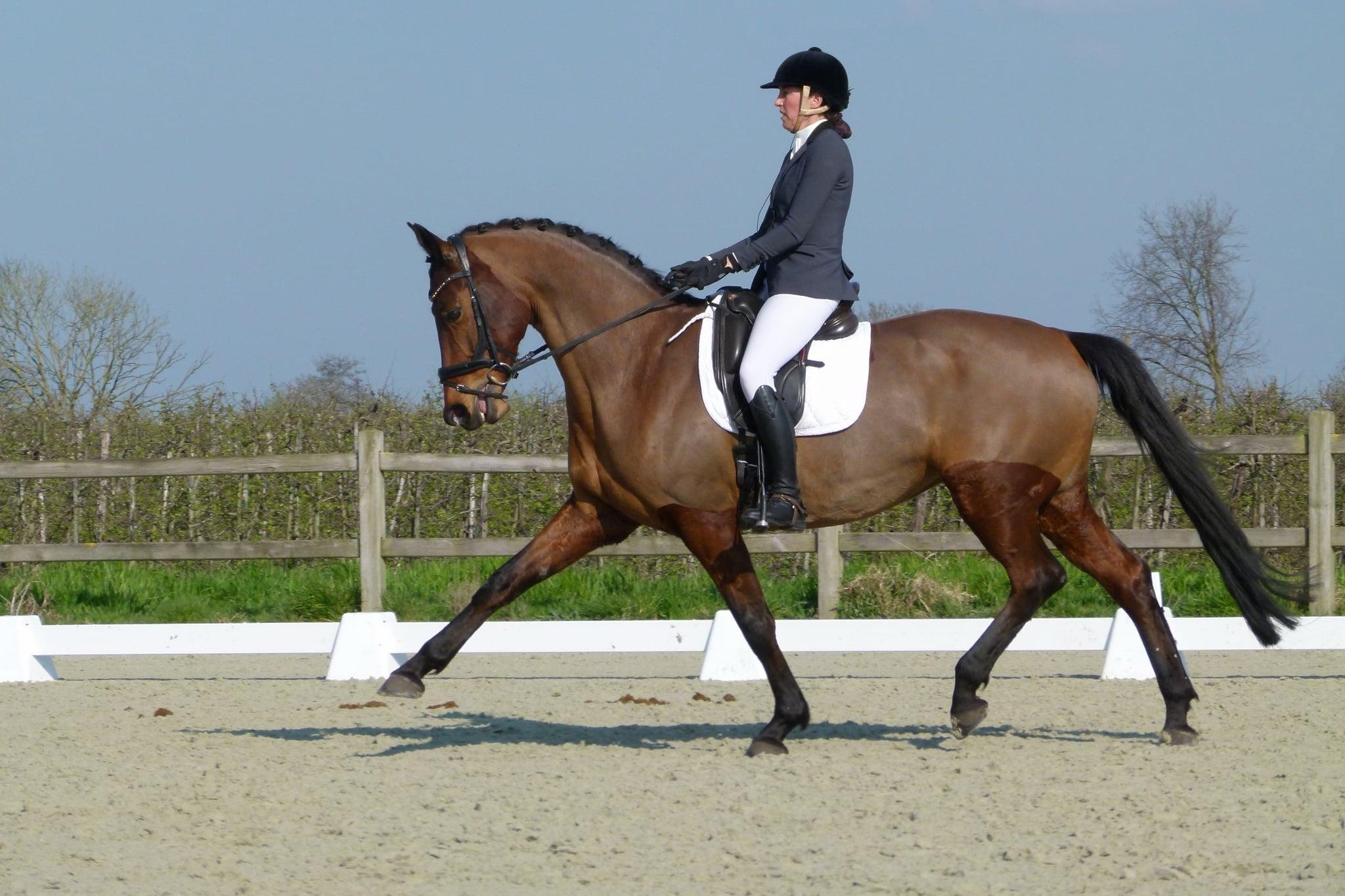 Horse